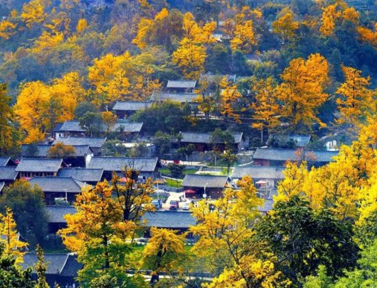 贵州深藏在银杏林中的古村，人少景美，被誉为世界古银杏之乡