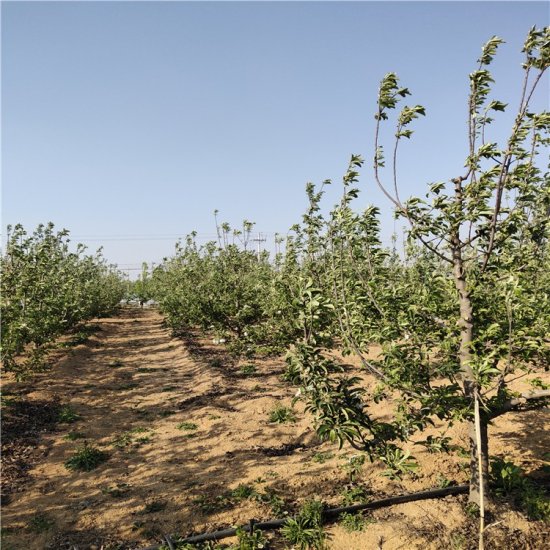 宁远三年苹果苗哪里有卖田骏1公分苹果树苗基地