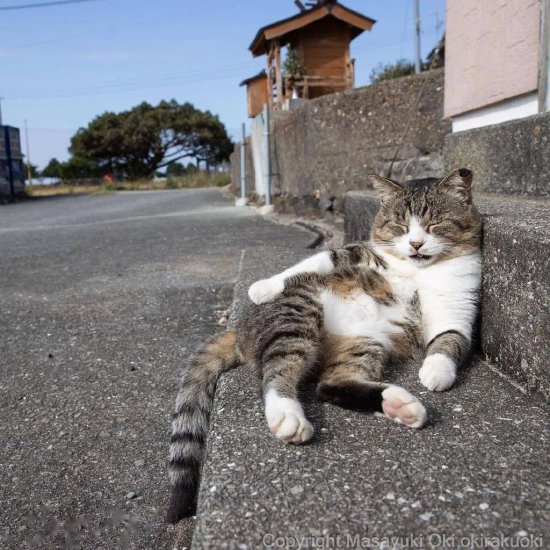 看看摄影师镜头下的<em>流浪猫们</em>，这也太快乐了！