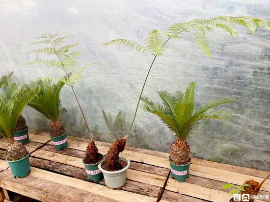 上海警方侦破一起危害国家重点保护植物案 这种<em>长毛的</em>植物不能...