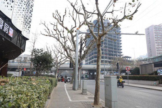 上海悬铃木正在“理发”中<em> 冬季修剪</em>，益处多多
