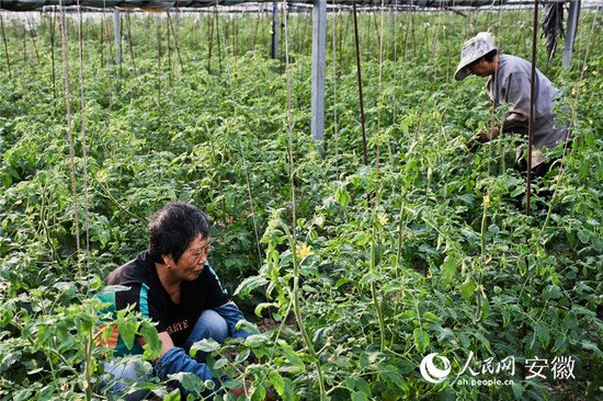 滁州琅琊区：特色产业有看头 农民致富增奔头