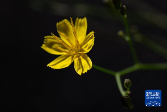 科研人员发现菊科植物新物种“马岭河小苦荬”-新华网