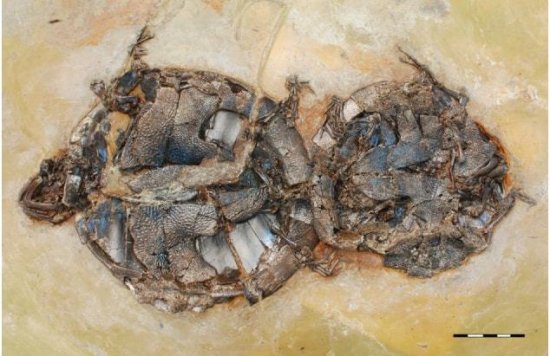 1对乌龟在<em>交配</em>时惨变化石，最尴尬的是，4700万年后还要被<em>人</em>...