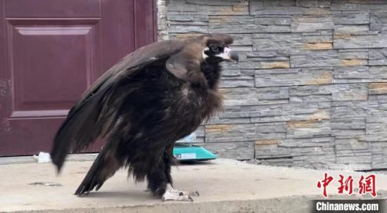 祁连山国家公园野生动物救护繁育站成功放归2只猛禽