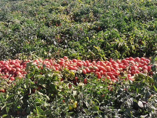 吉木萨尔县北庭镇：番茄迎丰收 机械助采忙