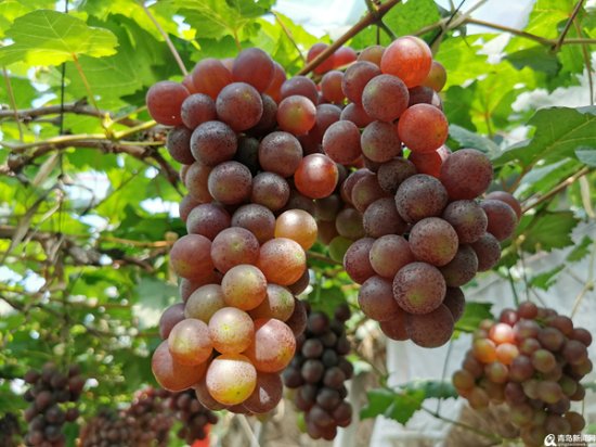 年产量5000万公斤 平度大泽山<em>葡萄品种</em>已达300余种