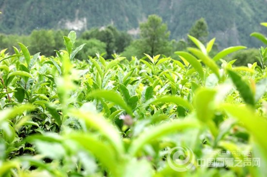 【石榴花开 籽籽同心】小茶叶托起大产业