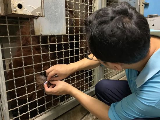 上海动物园45岁猩猩“森泰”离世，是<em>目前国内</em>动物园最年长猩猩