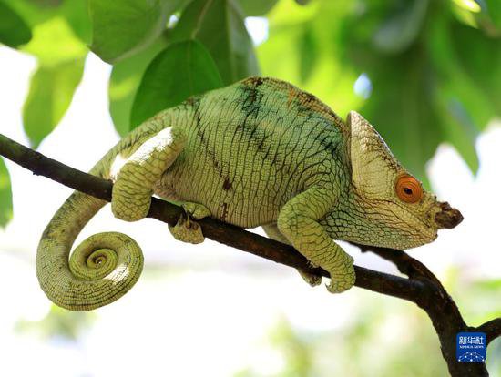 马达加斯加的生物多样性——<em>变色龙</em>
