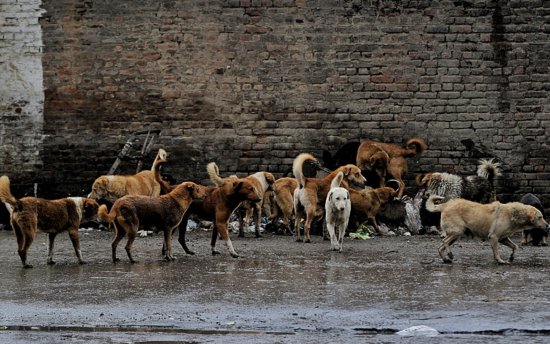 印度频现流浪狗袭击人类事件 居民称让孩子出门不安全