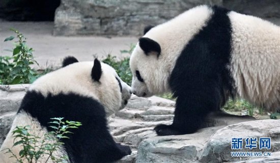 <em>双胞胎姐妹</em>今起入住大熊猫馆 北京动物园国宝“十全十美”