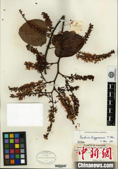 广西重新发现“隐世”80多年稀有植物