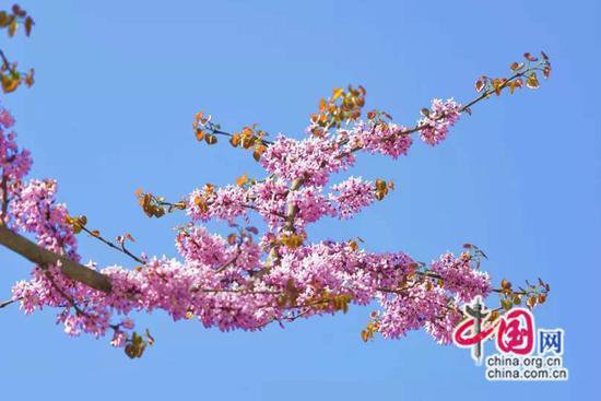 四川青川：全国最大的野生紫荆花群落迎来最佳赏花期