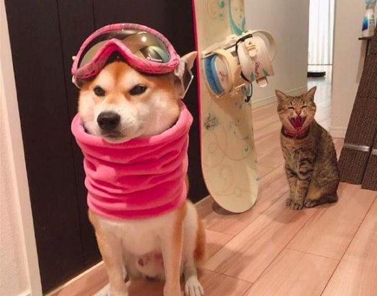 主人<em>给柴犬</em>穿上了滑雪装备，猫咪却在后面嘲讽：你这也太丑了吧...