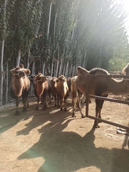 新疆柯平“丝绸之路”上养骆驼 探索“富民兴疆”新路径