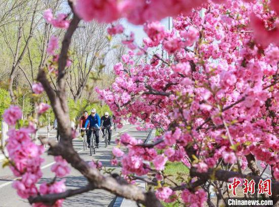 共赴春日之约 呼和浩特“锦绣北疆·花漾青城”赏花季开启