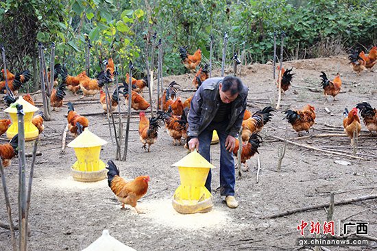 广西靖西大华村：林下养鸡促增收