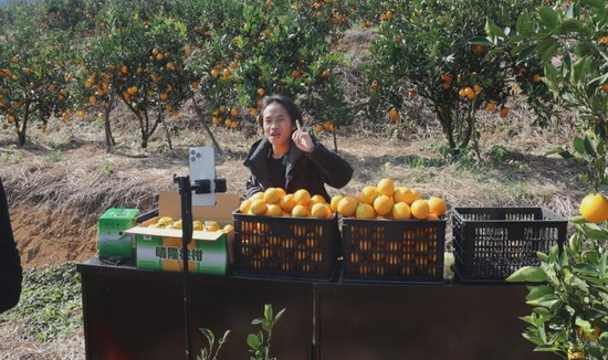 晴隆：8000亩脐橙集中上市<em> 电商</em>、<em>媒体</em>助力促销售-新华网