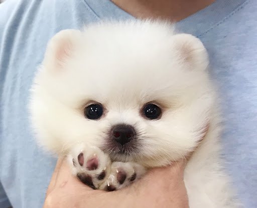 热门白色狗狗盘点：像棉花糖一样超可爱，好想养一只！