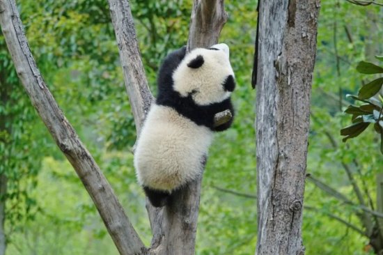 见证一只熊猫宝宝的生命奇迹