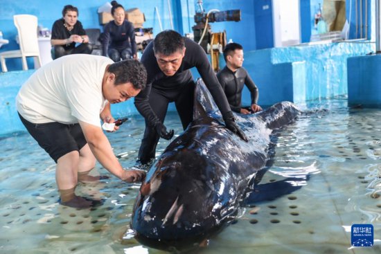 海南三亚因搁浅被救助的短肢领航鲸恢复良好