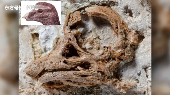 新发现：<em>恐龙</em>蛋化石，发现<em>奇怪</em>的鼻子角