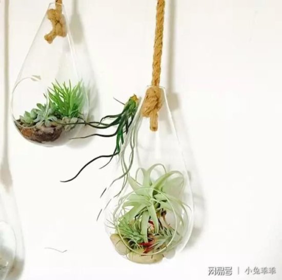 用玻璃球养<em>盆景</em>植物，偶尔浇水就可保持生长