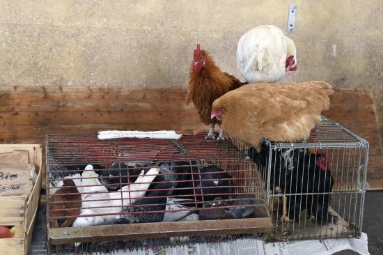 阿尔巴尼亚首次发现H5N<em>8禽</em>流感疫情