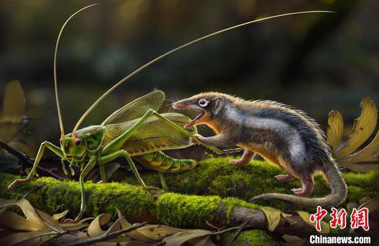 <em>早期</em>哺乳动物牙、耳如何演化？<em>中国</em>侏罗纪化石最新研究揭秘