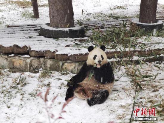 陕西西安：“国宝”<em>大</em>熊猫冒雪“干饭”