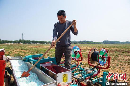 河北枣强4万亩高油酸花生有序播种