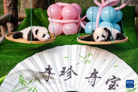 重庆动物园为两对大熊猫<em>双胞胎</em>宝宝举行命名活动