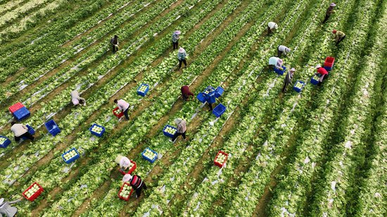 南丹：新型<em>农业</em>经营主体联农带农促增收