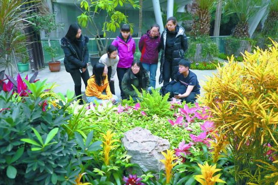 北京植物园：温室赏异木 蜡梅传暗香