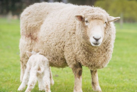 大金羊：哪年<em>出生的属羊</em>人福泽深厚，贵人易帮扶，看看有你吗？