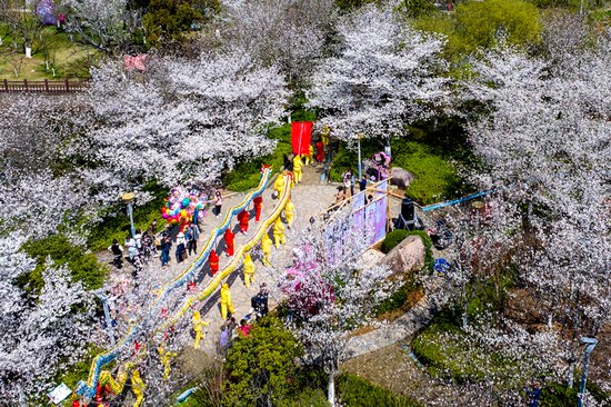 宁波宁海：以花为媒 近百名国际人才相聚第五届桥头胡樱花节