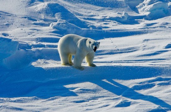 世界首例！北极熊死于禽流感