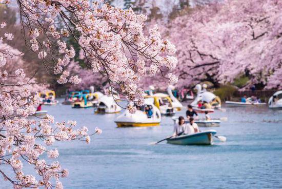 赏樱攻略：东京看樱花的十大名胜之地