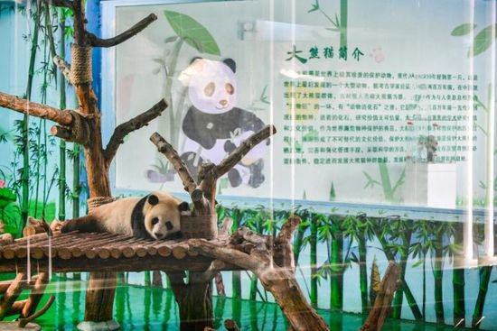 兰州野生<em>动物园</em>4只大熊猫正式亮相