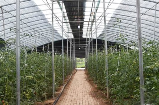 德州禹城聚焦创新发展 助推蔬菜产业提质增效