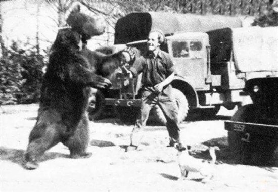 参加过二战的熊，抽烟喝酒搬运炮弹，有军衔有编制还有军饷