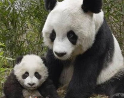 揭秘：为什么外国人喜欢中国的大熊猫，原因其实很简单！
