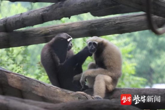 国际<em>长臂猿</em>日，南京红山动物园举办“‘猿’来你也在这里”系列...