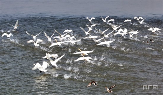 洛阳<em>孟津</em>：200多只小天鹅现身黄河湿地自然保护区