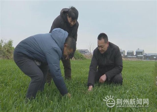 降低恶劣天气不良影响 江陵县农技专家为农户出谋划策