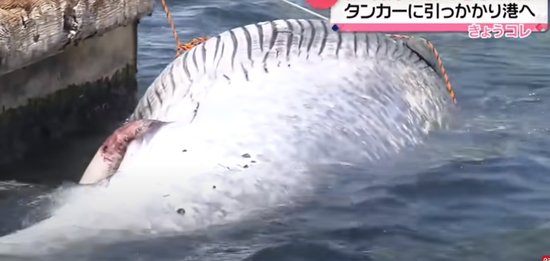 场面惊人！日本货船驶入港口，船头挂着一头鲸鱼<em>死尸</em>