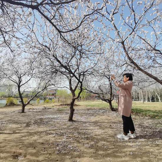 春暖花开季 踏青正当时 游客在睢县恒山湖湿地公园拍照打卡