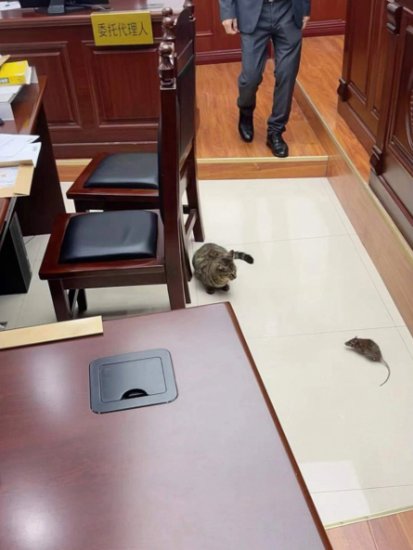 法院当庭上演“猫捉<em>老鼠</em>”，结果这个猫……原告：骗子！退钱！