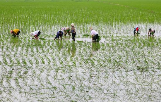 有机水稻<em>怎么栽培</em>？有哪些要求？关键是技术要点掌握好！